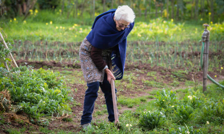 What Are The Health Benefits of Gardening for Seniors